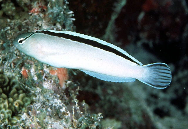 Smiths goby (Meiacanthus smithii)